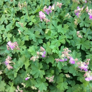 Photographie n°782326 du taxon Geranium macrorrhizum L. [1753]