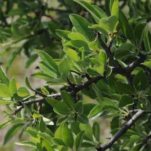 Photographie n°782453 du taxon Pyrus spinosa Forssk. [1775]