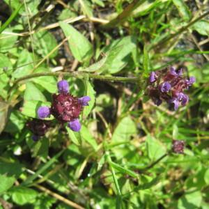 Photographie n°782556 du taxon Prunella vulgaris L. [1753]