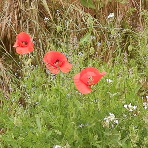 Photographie n°782615 du taxon Papaver rhoeas L.