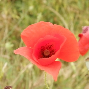 Photographie n°782642 du taxon Papaver rhoeas L.