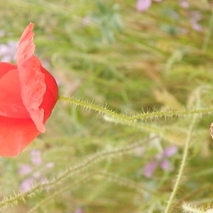 Photographie n°782643 du taxon Papaver rhoeas L.