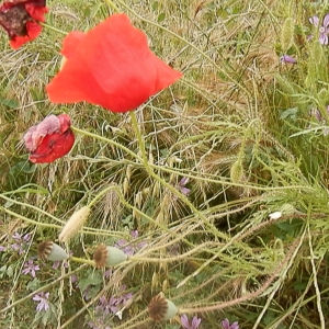 Photographie n°782644 du taxon Papaver rhoeas L.