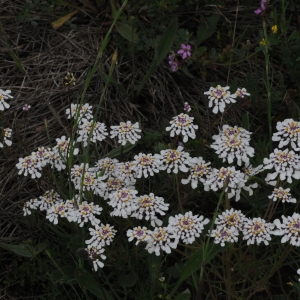 Photographie n°782748 du taxon Iberis pinnata L. [1755]