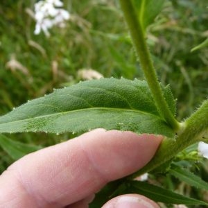 Photographie n°783032 du taxon Hesperis matronalis subsp. matronalis 