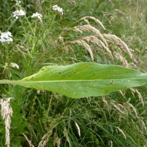 Photographie n°783036 du taxon Hesperis matronalis subsp. matronalis 