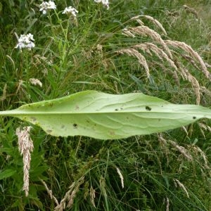 Photographie n°783037 du taxon Hesperis matronalis subsp. matronalis 