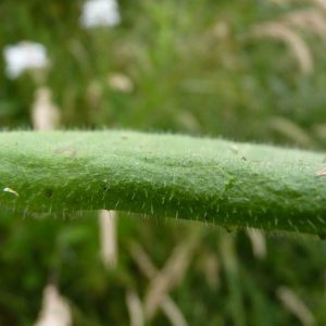 Photographie n°783040 du taxon Hesperis matronalis subsp. matronalis 