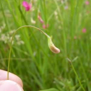 Photographie n°783048 du taxon Lathyrus nissolia var. nissolia 