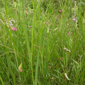  - Lathyrus nissolia var. nissolia 