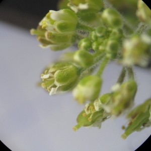 Photographie n°783160 du taxon Lepidium campestre (L.) R.Br.