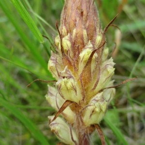 Photographie n°783164 du taxon Orobanche picridis F.W.Schultz