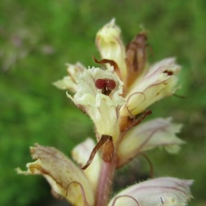 Photographie n°783165 du taxon Orobanche picridis F.W.Schultz