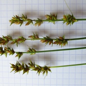 Photographie n°783171 du taxon Carex cuprina (Sandor ex Heuff.) Nendtv. ex A.Kern.