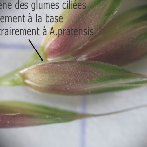 Alopecurus agrestis var. viridis Kuntze (Vulpin des champs)