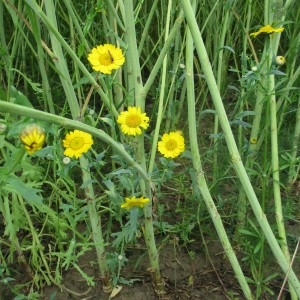 Photographie n°783175 du taxon Glebionis segetum (L.) Fourr.