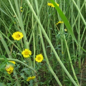 Photographie n°783176 du taxon Glebionis segetum (L.) Fourr.