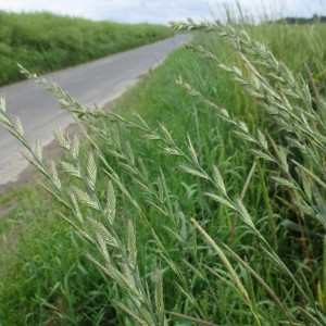 Photographie n°783179 du taxon Lolium multiflorum Lam.