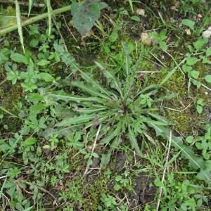 Photographie n°783199 du taxon Picris hieracioides L.