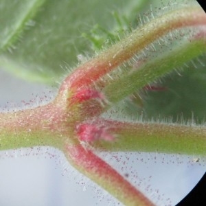 Photographie n°783205 du taxon Geranium rotundifolium L.