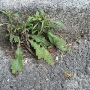 Photographie n°783276 du taxon Erigeron canadensis L. [1753]