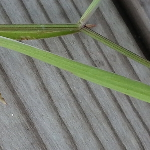 Photographie n°783397 du taxon Bupleurum baldense Turra [1764]