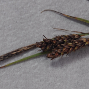 Photographie n°783411 du taxon Carex flacca Schreb. [1771]