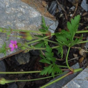 Photographie n°783473 du taxon Geranium purpureum Vill. [1786]