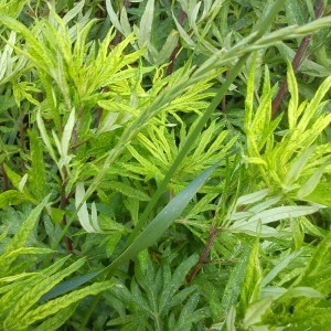 Photographie n°784308 du taxon Artemisia verlotiorum Lamotte [1877]