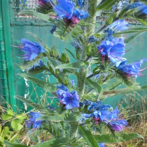 Photographie n°784346 du taxon Echium vulgare L. [1753]