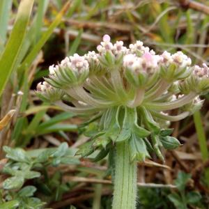 Photographie n°784435 du taxon Daucus carota subsp. gummifer (Syme) Hook.f. [1884]