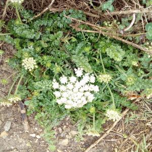 Photographie n°784436 du taxon Daucus carota subsp. gummifer (Syme) Hook.f. [1884]