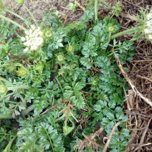 Photographie n°784441 du taxon Daucus carota subsp. gummifer (Syme) Hook.f. [1884]