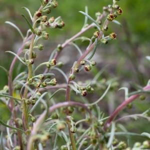 Photographie n°784543 du taxon Artemisia borealis Pall. [1776]