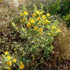 Photographie n°784563 du taxon Scolymus hispanicus L. [1753]