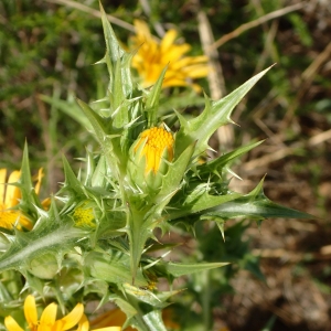 Photographie n°784565 du taxon Scolymus hispanicus L. [1753]