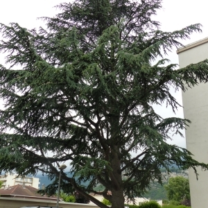 Photographie n°784628 du taxon Cedrus atlantica (Manetti ex Endl.) Carrière [1855]