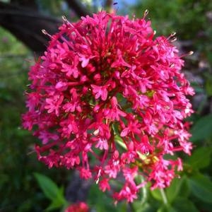 Photographie n°784638 du taxon Centranthus ruber (L.) DC.