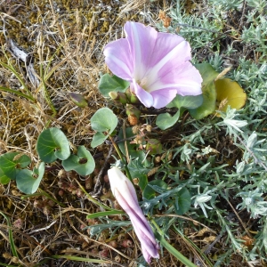 Photographie n°784707 du taxon Calystegia soldanella (L.) Roem. & Schult. [1819]