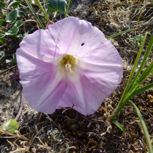 Photographie n°784710 du taxon Calystegia soldanella (L.) Roem. & Schult. [1819]