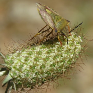 Photographie n°784755 du taxon Scabiosa atropurpurea var. maritima (L.) Fiori [1903]