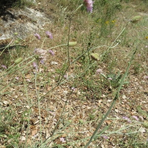 Photographie n°784757 du taxon Scabiosa atropurpurea var. maritima (L.) Fiori [1903]