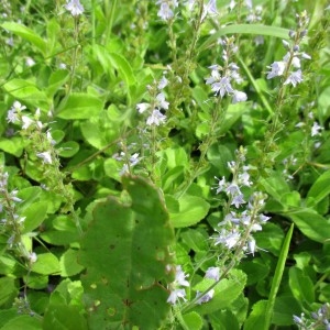 Photographie n°784767 du taxon Veronica officinalis L.