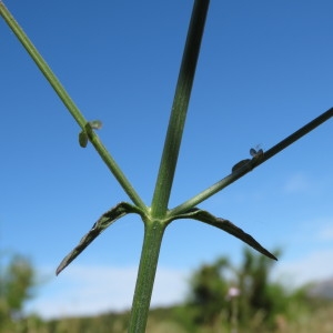 Photographie n°784785 du taxon Verbena officinalis L. [1753]