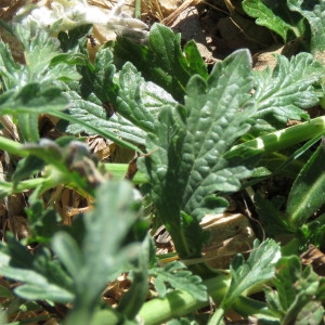 Photographie n°784790 du taxon Verbena officinalis L. [1753]