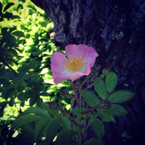 Photographie n°785022 du taxon Rosa trachyphylla Rau [1816]