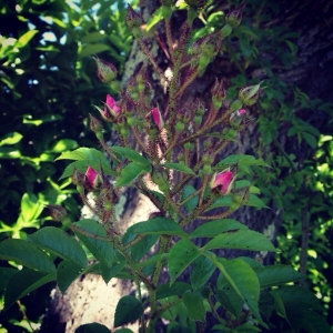 Photographie n°785023 du taxon Rosa trachyphylla Rau [1816]