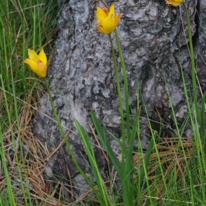 Photographie n°785195 du taxon Tulipa sylvestris subsp. australis (Link) Pamp. [1914]