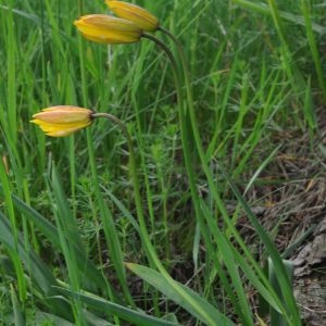 Photographie n°785198 du taxon Tulipa sylvestris subsp. australis (Link) Pamp. [1914]