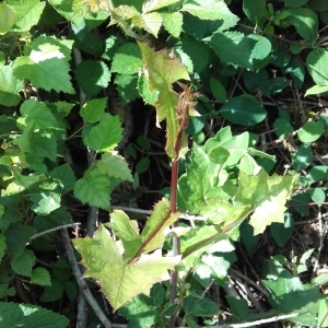 Photographie n°785207 du taxon Lactuca muralis (L.) Gaertn. [1791]